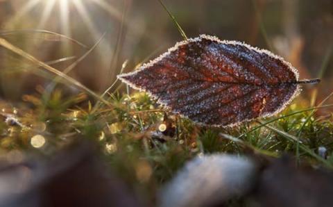 jäätynyt lehti aamuauringossa